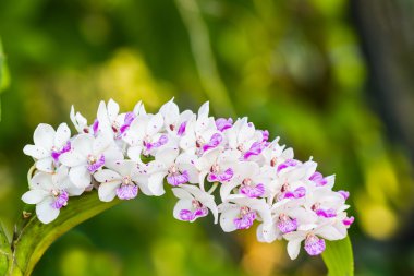 Ağaç üzerinde tür orkide (Rhynchostylis kızgözü çiçek).