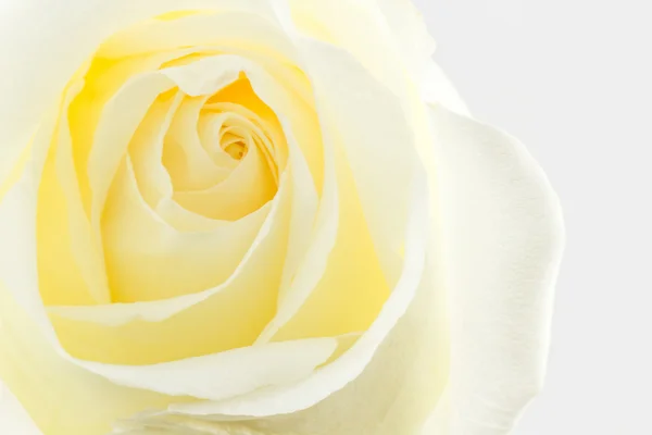 Rosa blanca textura naturaleza fondo . —  Fotos de Stock