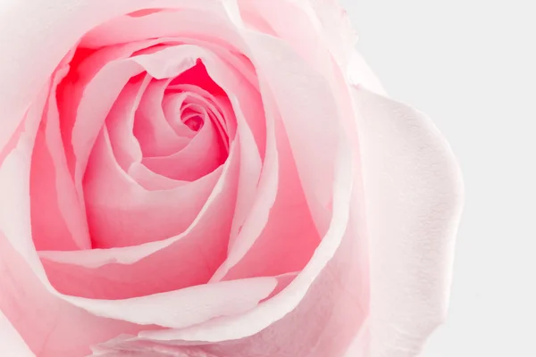 Flor rosa textura naturaleza fondo . —  Fotos de Stock