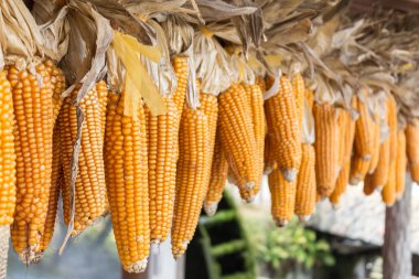 Kuru mısır koçanı asma sırası.