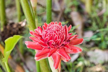 Pembe meşale zencefil çiçeği (Etlingera elatior) bir Bahçe. 