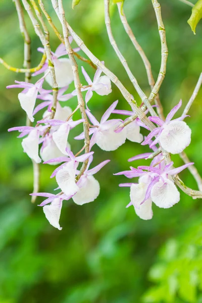 Dendrobium Primulinum. — Stockfoto