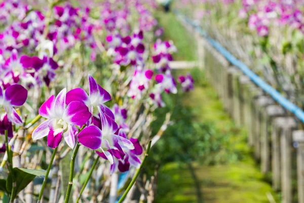 Orchideenfarm. — Stockfoto