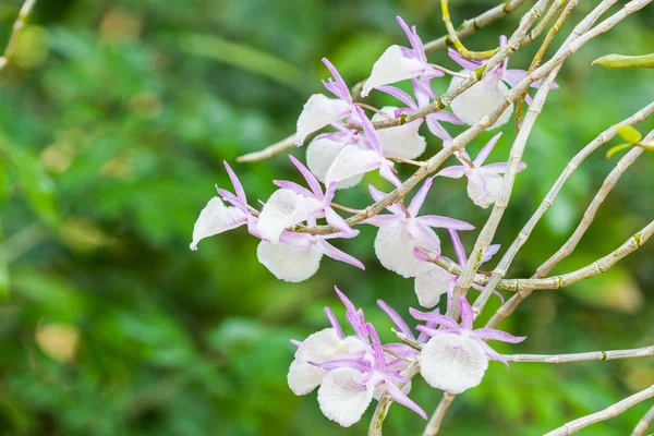 石斛 primulinum，热带花卉的兰花花. — 图库照片