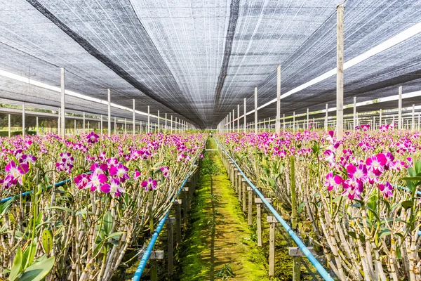 Orchid flowers blooming in orchid farm, agriculture. — Stock Photo, Image