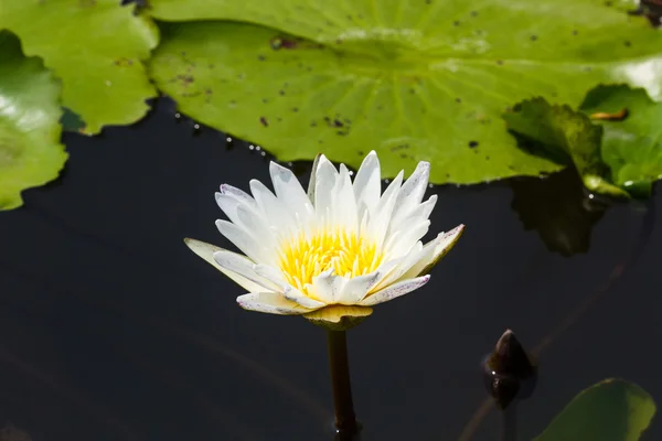 Nehrin üzerinde çiçek açan Beyaz Zambak lotus — Stok fotoğraf