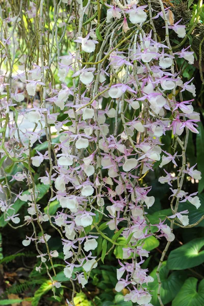 Flower orchid of Dendrobium primulinum, Tropical flower. — Stock Photo, Image