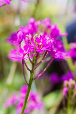 Epidendrum orkide orkide familyasından bir.