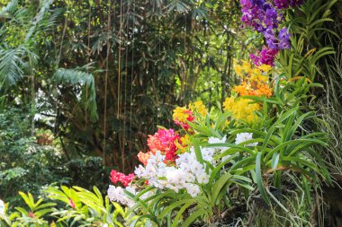 Orkide çiçek açan grup çiçek.