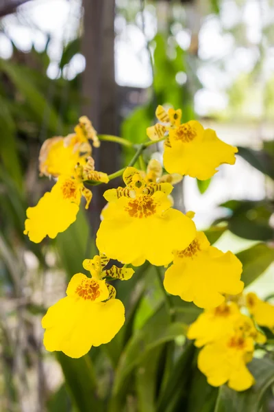 Storczyk Oncidium kwiaty. — Zdjęcie stockowe