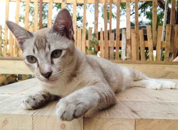 Brown Siamese cat. — Stock Photo, Image