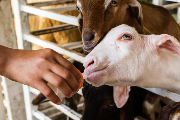 Goat farmer bottle feeds milk to a baby goat. — Stock Photo, Image