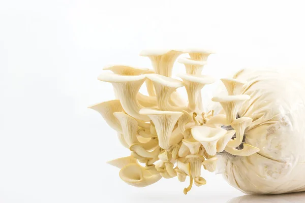 Oyster Mushroom растет на бутылке . — стоковое фото