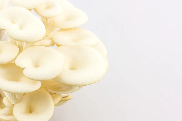 Oyster Mushroom растет на бутылке . — стоковое фото