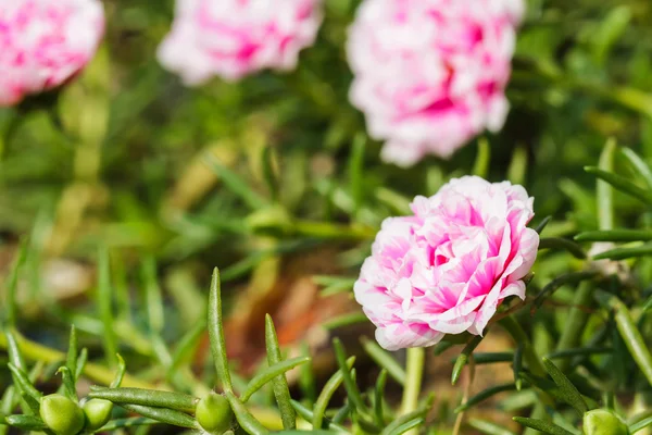 スベリヒユのピンクの花. — ストック写真