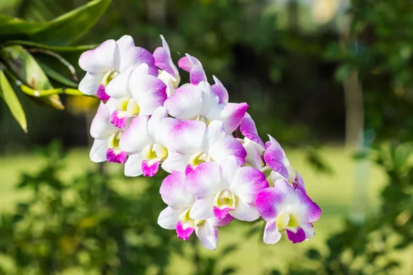 Růžová orchidej květiny kvetou na jaře. — Stock fotografie