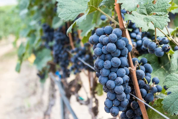 Granja de uvas, Uvas negras maduras con hojas . — Foto de Stock