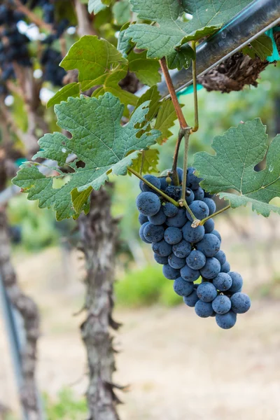 Granja de uvas, Uvas negras maduras con hojas . — Foto de Stock