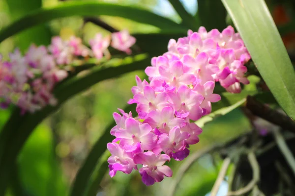 Ramo de flor de orquídea tropical . — Fotografia de Stock