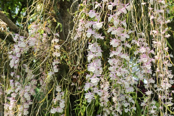 Цветочная орхидея Dendrobium primulinum, тропический цветок . — стоковое фото