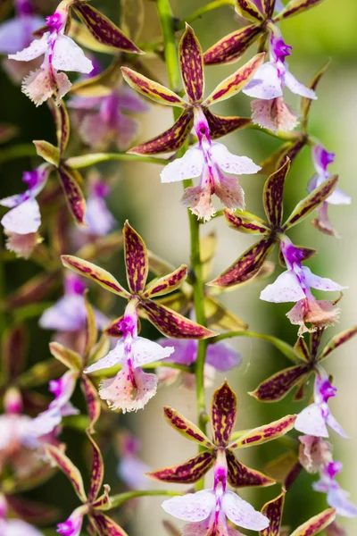 Epidendrum stamfordianum is an epiphytic orchid in the genus Epi — Stock Photo, Image