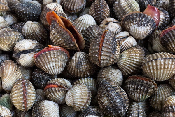 Blood cockle (Anadara granosa).