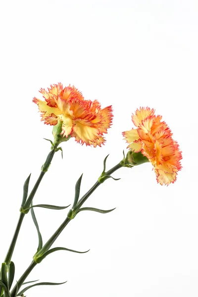 Orange carnation flower. — Stock Photo, Image