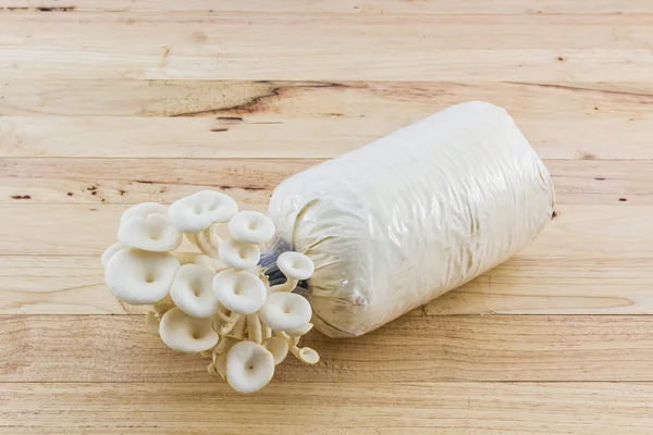 Oyster Mushroom растет на бутылке . — стоковое фото