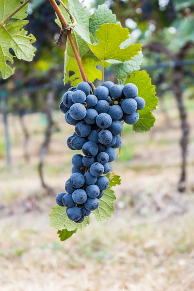 Granja de uvas, Uvas negras maduras con hojas . — Foto de Stock