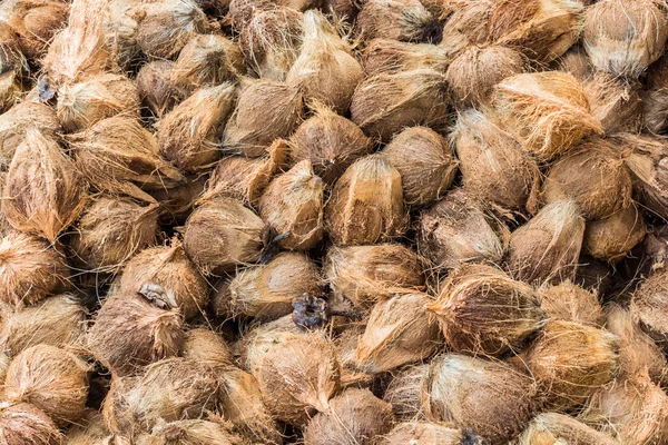 Grupp av kokosnötter. — Stockfoto