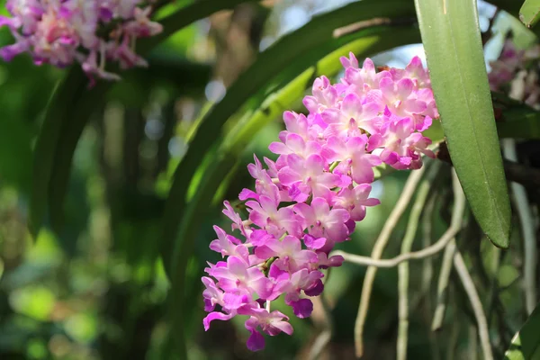 Tak van tropische orchideebloem. — Stockfoto