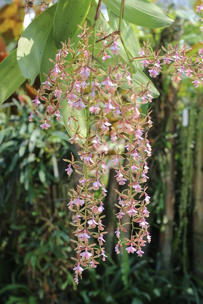 Epidendrum stamfordianum är en epifytiska orkidéer i släktet Epi — Stockfoto