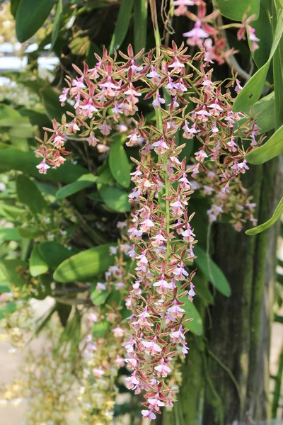 Epidendrum stamfordianum is an epiphytic orchid in the genus Epi — Stock Photo, Image