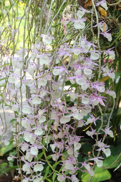 Blomsterorkide av Dendrobium primulinum, tropisk blomst . – stockfoto