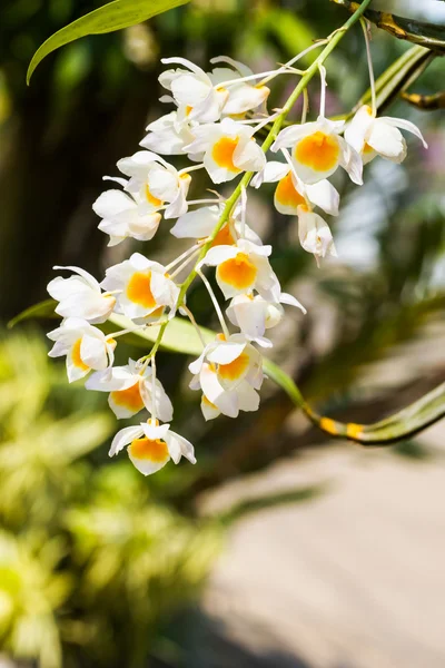 Dendrobium farmeri Paxton, Dendrobium palpebrae Lindl, orkide flo — Stok fotoğraf