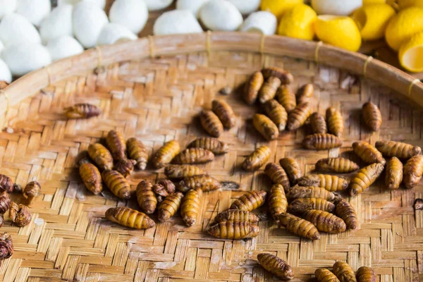 Gele chrysalis zijderupsen, zijde worm cocoon. — Stockfoto