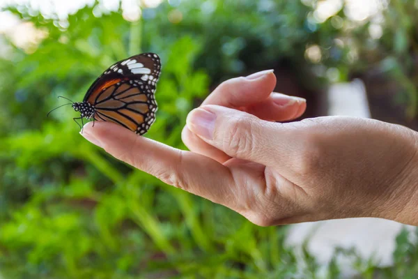 Hermosa mariposa . — Foto de Stock