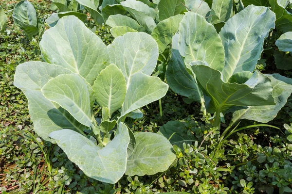 Brassica alboglabra.