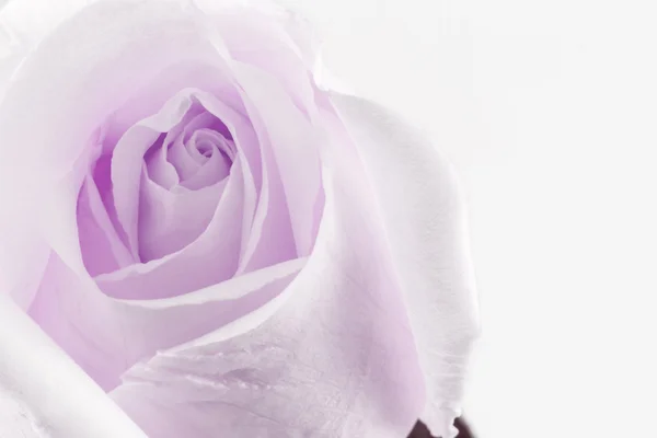 Sweet rose. — Stockfoto