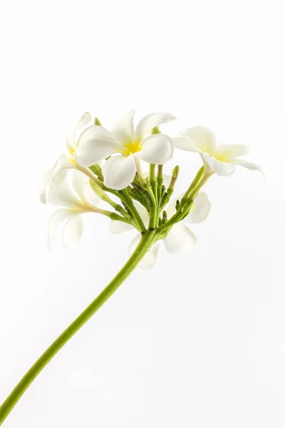 Fiore di plumeria o di frangipani . — Foto Stock