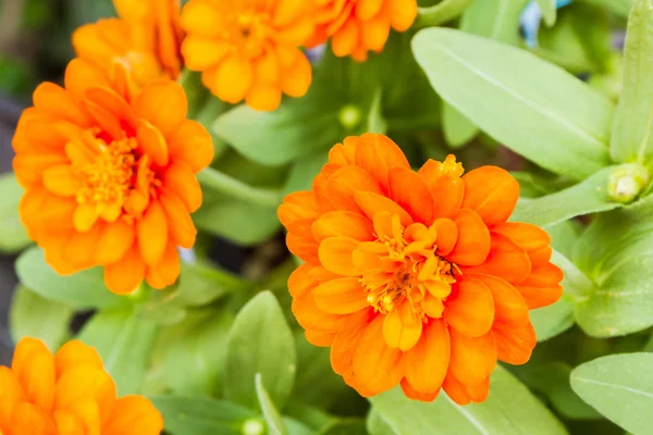 オレンジのジニアの花庭. — ストック写真