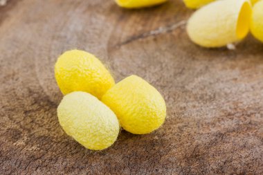 ipekböceği kozası.