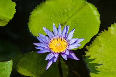 Mor lotus çiçeği veya nilüfer çiçekleri.