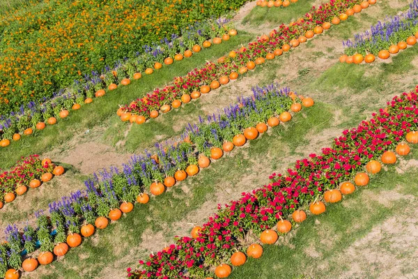 Färgglada dekorerade blomsterträdgård med pumpa — Stockfoto