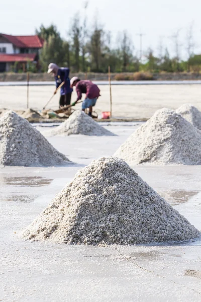 Farmers are harvesting salt in the salt fields. — Stock Photo, Image