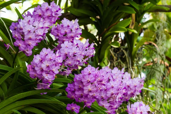 Purpurowy kwiat orchidei z zielonymi liśćmi na doniczce . — Zdjęcie stockowe