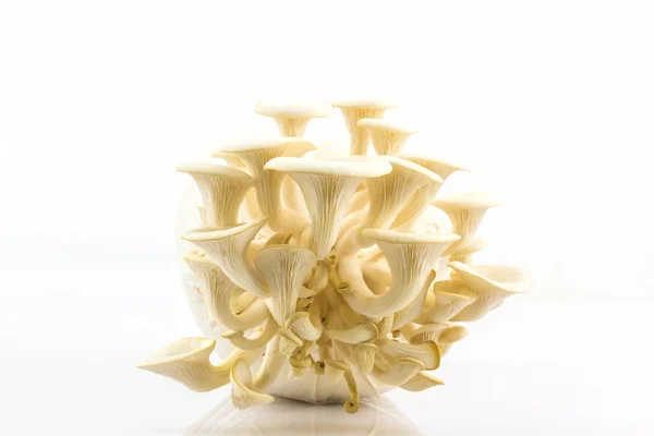 Oyster Mushroom растет на бутылке  . — стоковое фото