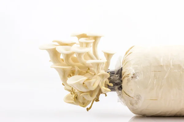 Oyster Mushroom растет на бутылке  . — стоковое фото