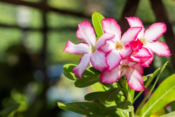 Zbliżenie Pink Desert Rose lub Impala Lily . — Zdjęcie stockowe