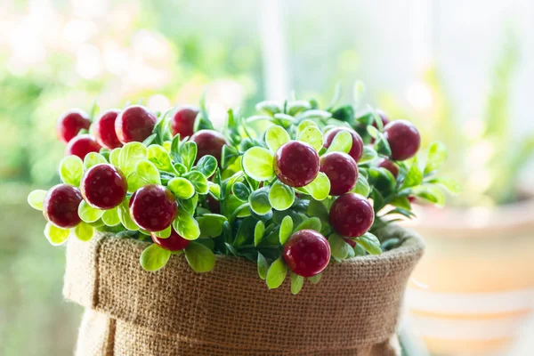 Bouquet of plastic cherry fruit. — Stock Photo, Image